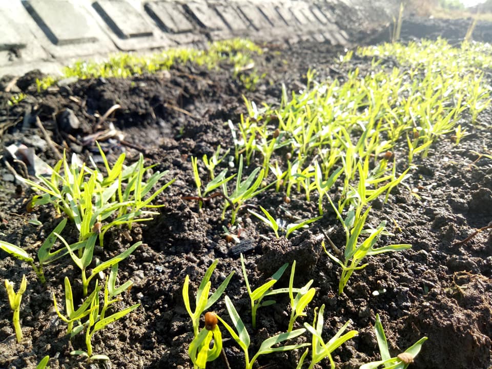 berkebun di rumah