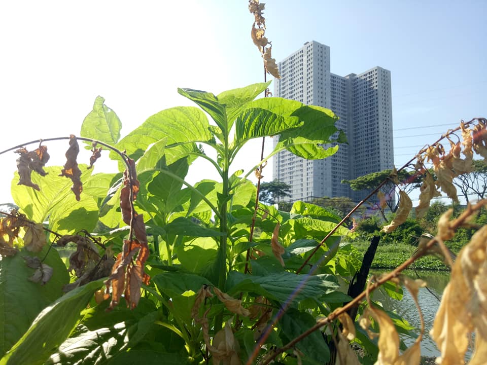 langkah berkebun di rumah
