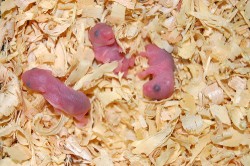 Bayi Hamster