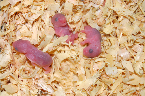 Bayi Hamster