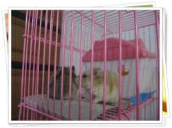 Memelihara Hamster Imut
