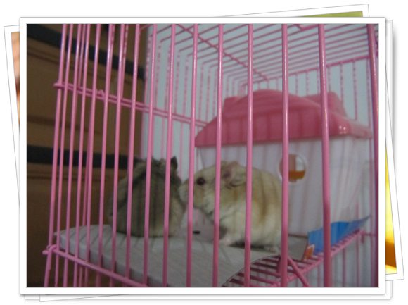 Memelihara Hamster Imut